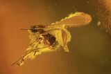 Fossil Wasp (Hymenoptera) & Several Flies (Diptera) In Baltic Amber #105489-3